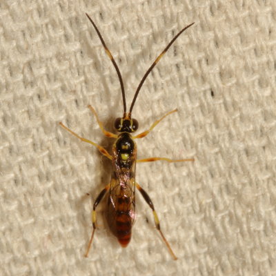 Genus Cratichneumon