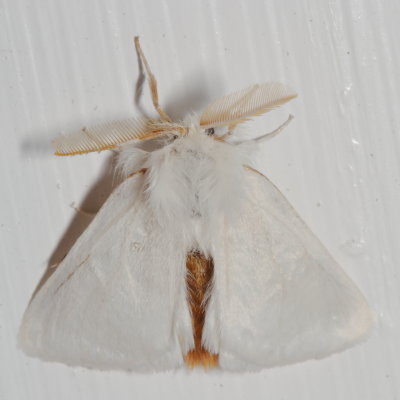 Hodges#8320 * Browntail Moth ♂ * Euproctis chrysorrhoea