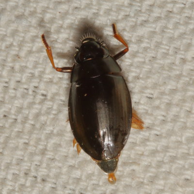 Gyrinidae * Whirligig Beetles