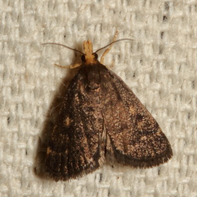Hodges#5117 * Merrick's Crambid Moth * Loxostegopsis merrickalis