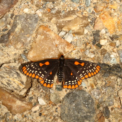 Baltimore Checkerspot