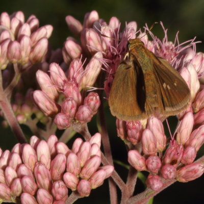 Dun Skipper ♀