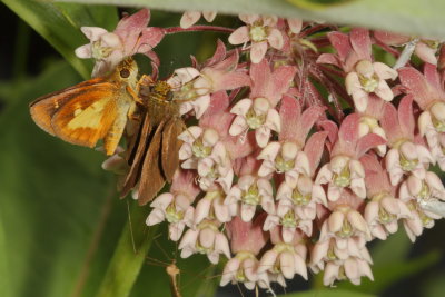 Mulberry Wing & Dun Skipper