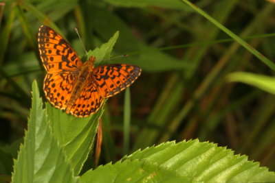 Silver-bordered Fritillary