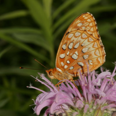 Aphrodite Fritillary