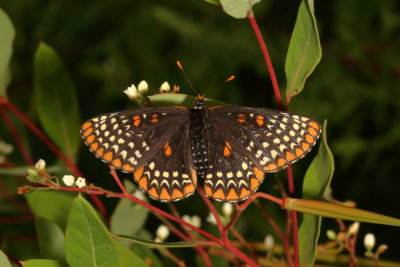 Baltimore Checkerspot