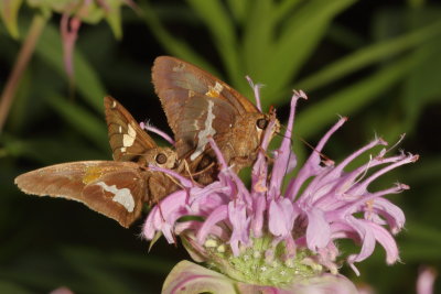Silver-spotted Skippers