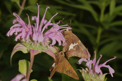 Silver-spotted Skippers