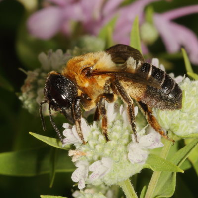 Megachile sculpturalis * Sculptured Resin Bee