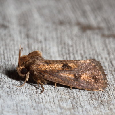 Hodges#0373 * Clemens' Grass Tubeworm Moth * Acrolophus popeanella