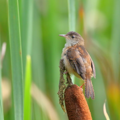 Marsh Wren