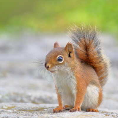 Red Squirrel