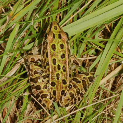 Northern Leopard Frog