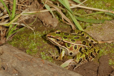 Northern Leopard Frog