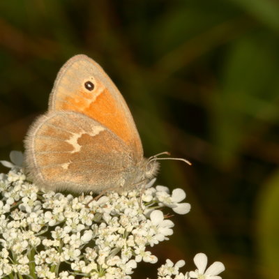 Common Ringlet