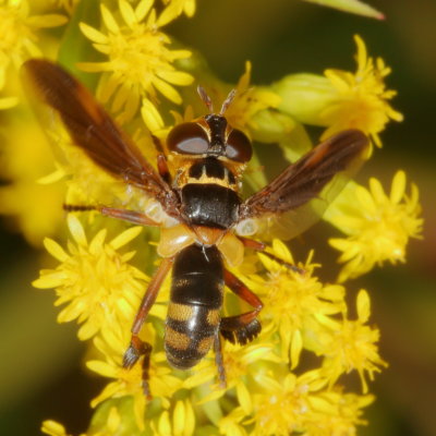 Trichopoda plumipes