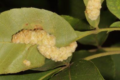 Caryomyia aggregata * Hickory Aggregate Gall Midge