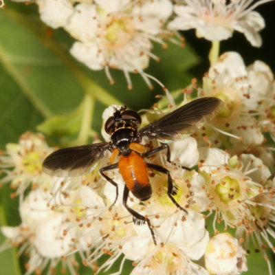 Trichopoda Subgenus Galactomyia ♀