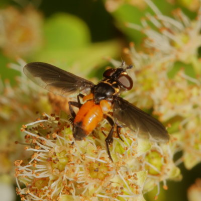Trichopoda Subgenus Galactomyia ♀