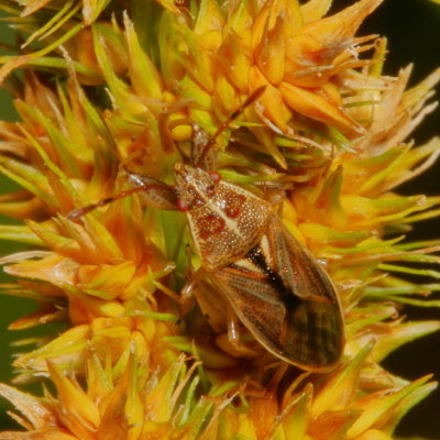 Pachygronthidae