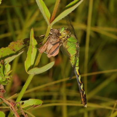 Common Pondhawk ♀ & Dun Skipper