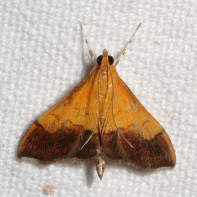 Hodges#5040 * Bicolored Pyrausta * Pyrausta bicoloralis