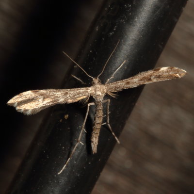 Hodges#6186 *Black-marked Plume Moth * Hellinsia inquinatus