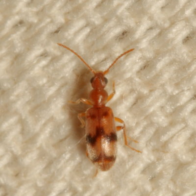 Aderidae : Ant-like Leaf Beetles