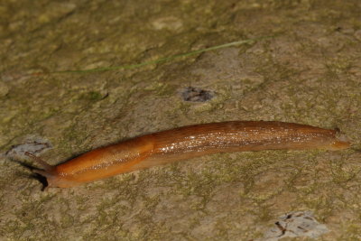 Dusky Slug Subgenus Mesarion