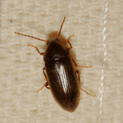 Genus Hymenorus