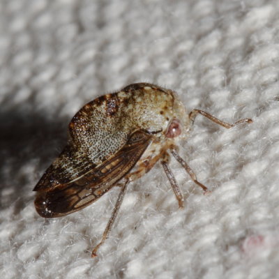 Telamona reclivata