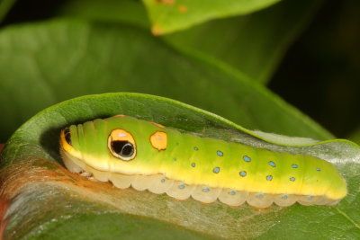 Spicebush Swallowtail * final instar