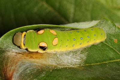 Spicebush Swallowtail * final instar
