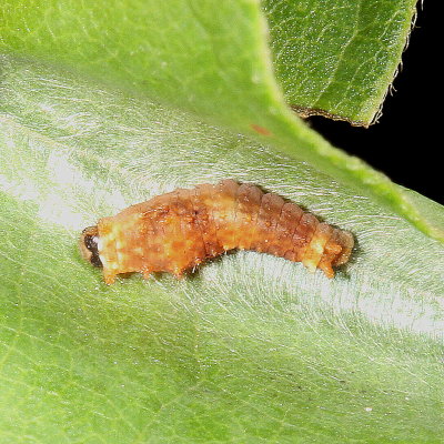 Spicebush Swallowtail * first instar