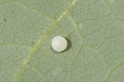 Spicebush Swallowtail egg