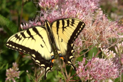 Eastern Tiger Swallowtail