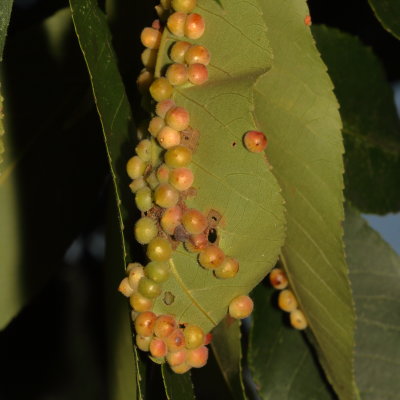Caryomyia conoidea * Hickory Gall Midges