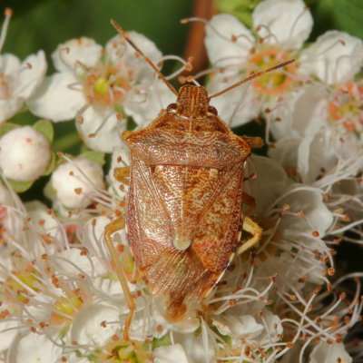 Genus Podisus