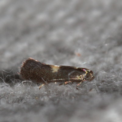 Hodges#1077.1 * Perittia herrichiella