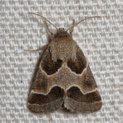 Hodges#11135 * Ragweed Flower Moth * Schinia rivulosa