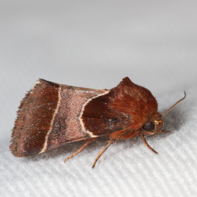 Hodges#11128 * Arcigera Flower Moth * Schinia arcigera