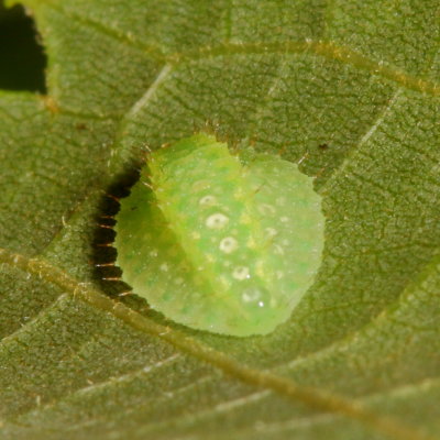 Hodges#4665 * Yellow-shouldered Slug Moth * Lithacodes fasciola
