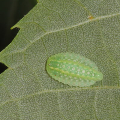 Hodges#4665 * Yellow-shouldered Slug Moth * Lithacodes fasciola