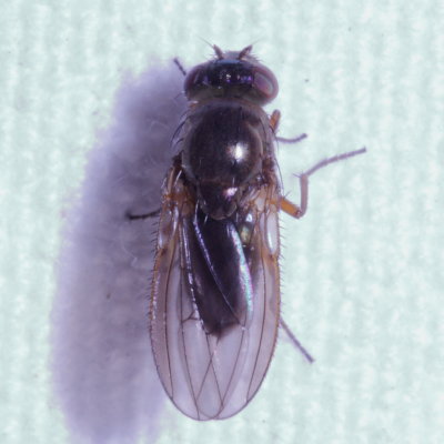 Dimecoenia spinosa