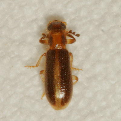 Cregya oculata