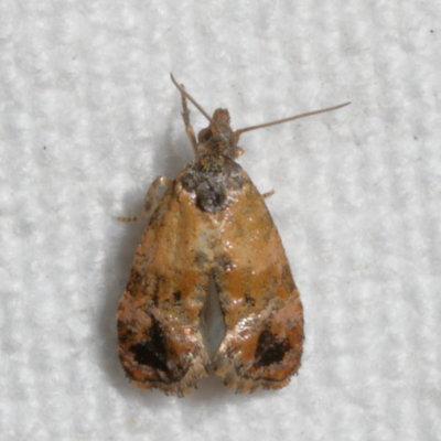 Hodges#3776 * Hoffmans Cochlid Moth * Cochylis hoffmanana