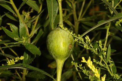 Eurosta solidaginis *Goldenrod Gall