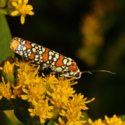 Hodges#2401 * Ailanthus Webworm Moth * Atteva punctella