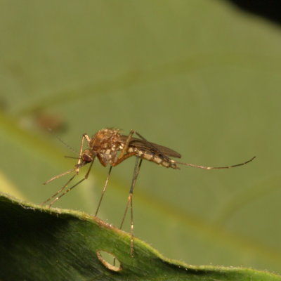 Aedes vexans ♀* Inland Floodwater Mosquito
