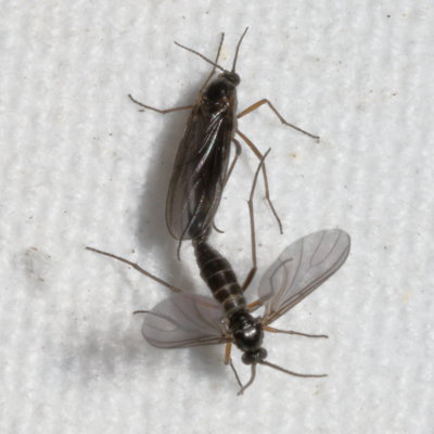 Sciaridae ♂ & ♀